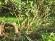heron - striated heron (1)